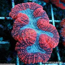 Lobophyllia; Super; Australia – Lobophyllia hemprichii - Corals