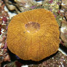 Scolymia vitensis; Colored – Scolymia vitensis - Corals