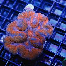 Symphyllia Brain; Colored – Symphyllia sp. - Corals