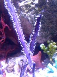Cult. Purple Blade – Pterogorgia guadalupensis - Invertebrates