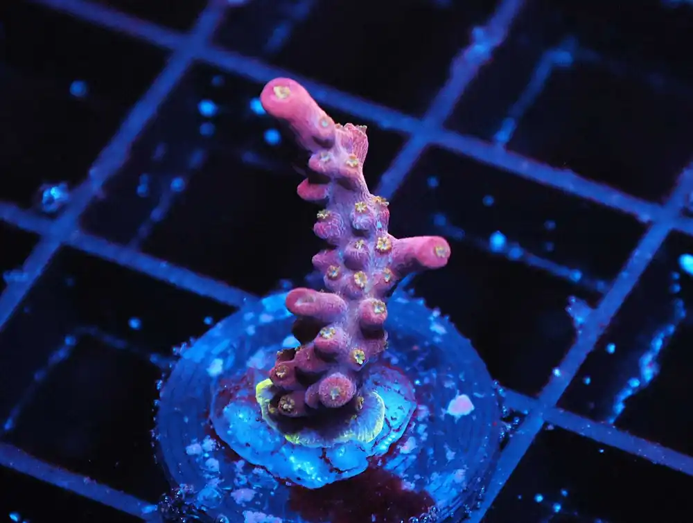 Z11 – - Saltwater