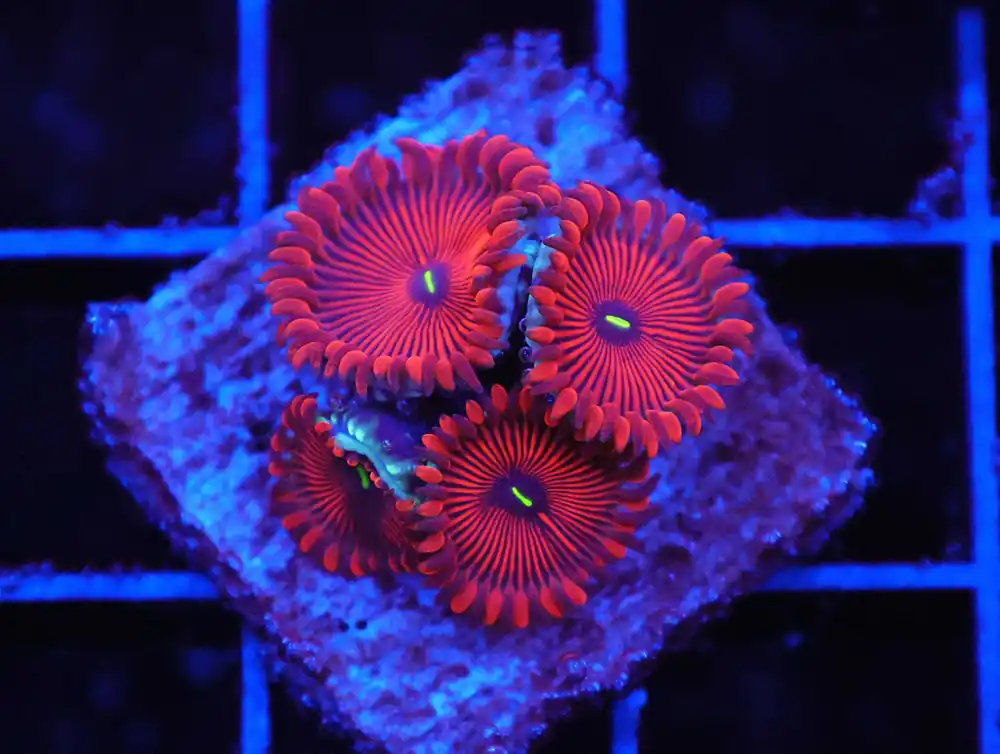 Z110 – - Saltwater