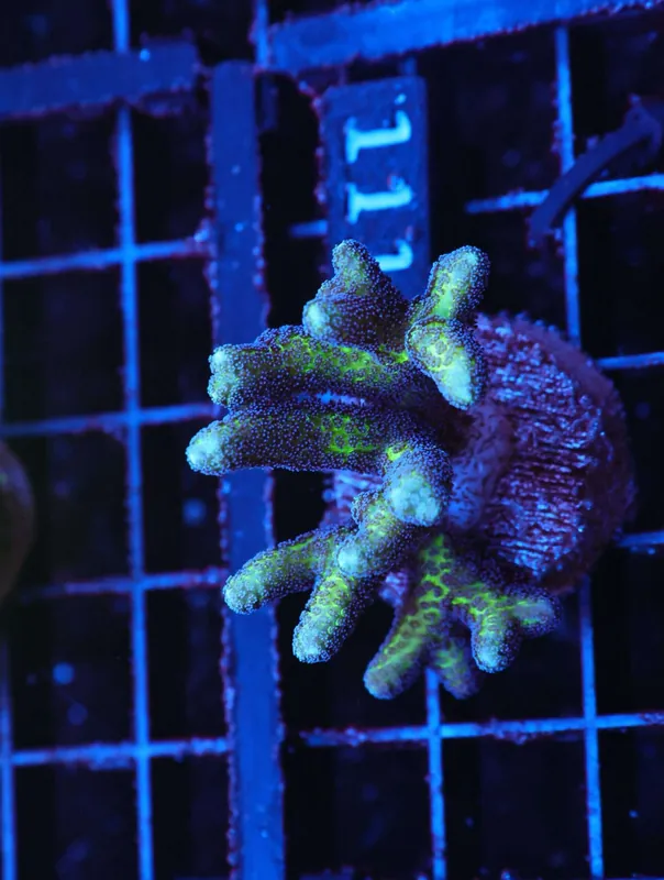Z111 – - Saltwater