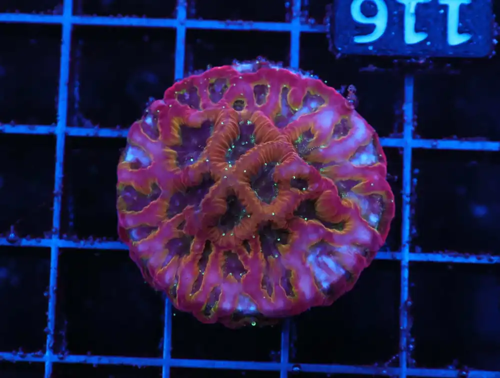 Z116 – - Saltwater