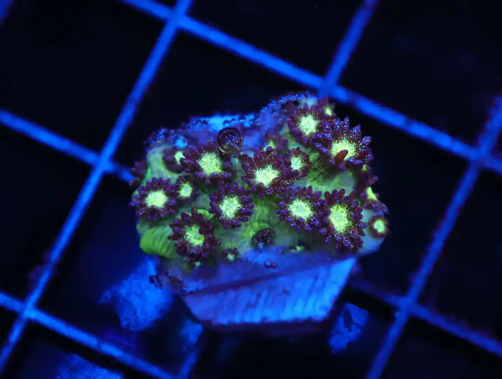 Z118 – - Saltwater