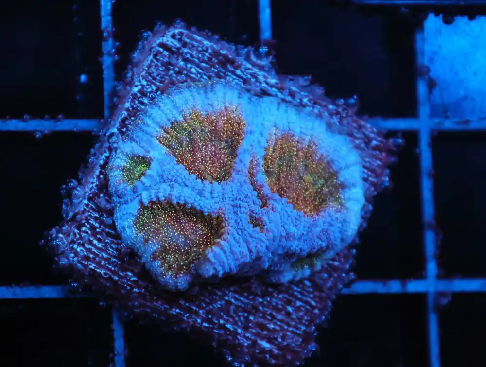Z121 – - Saltwater