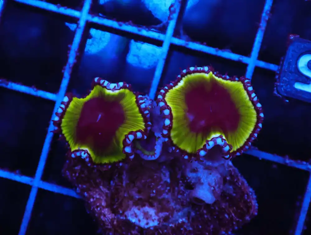 Z125 – - Saltwater