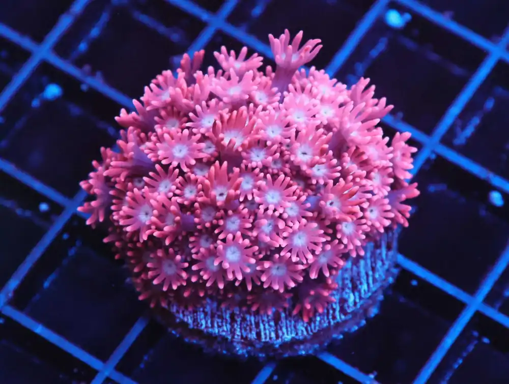 Z13 – - Saltwater