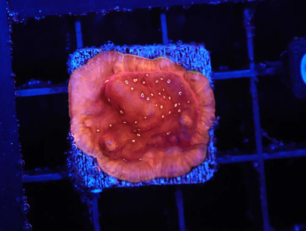 Z130 – - Saltwater