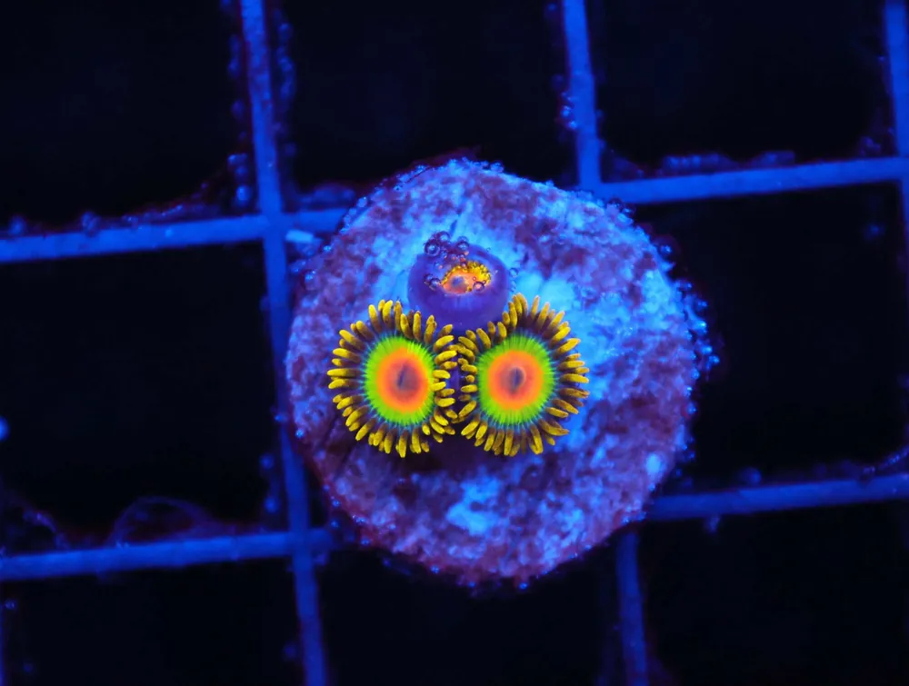 Z131 – - Saltwater