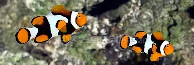 Onyx Percula Clownfish A Grade Captive Bred Amphiprion percula