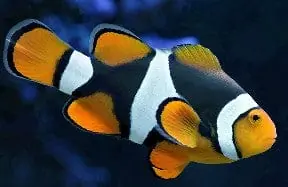 Onyx Percula Clownfish B Grade Captive Bred Amphiprion percula