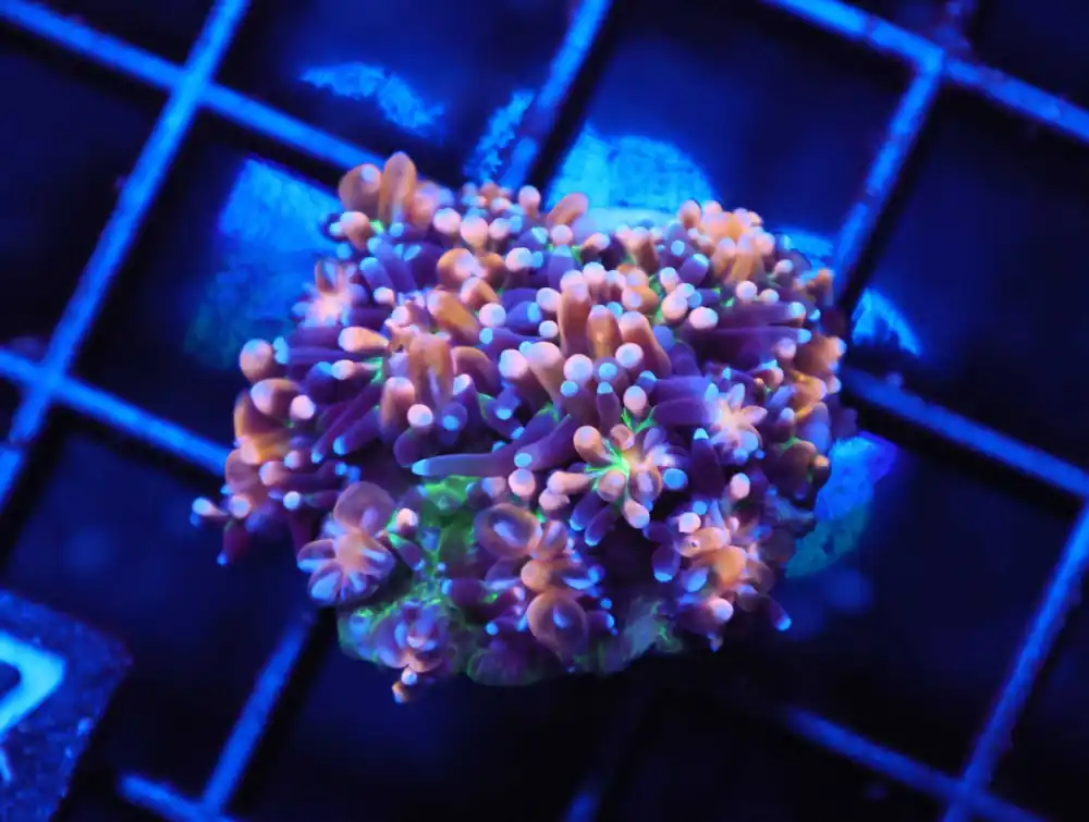 Z147 – - Saltwater