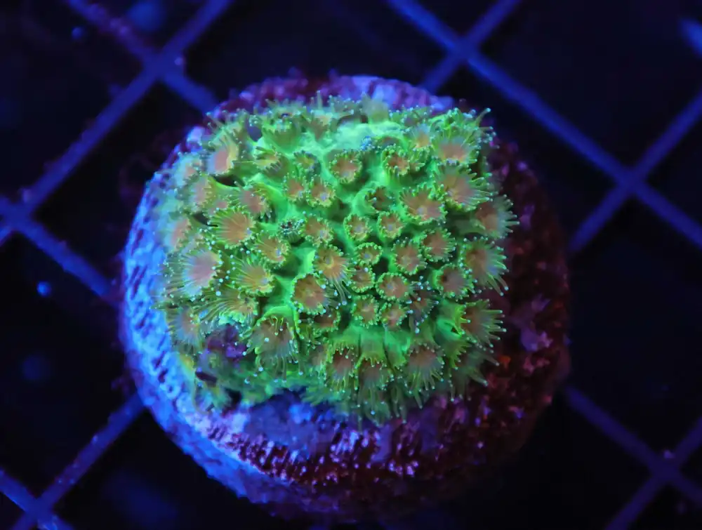 Z148 – - Saltwater