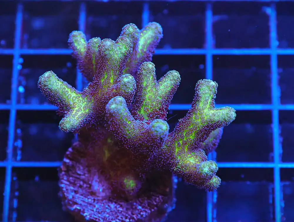 Z17 – - Saltwater