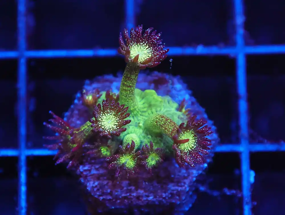 Z18 – - Saltwater