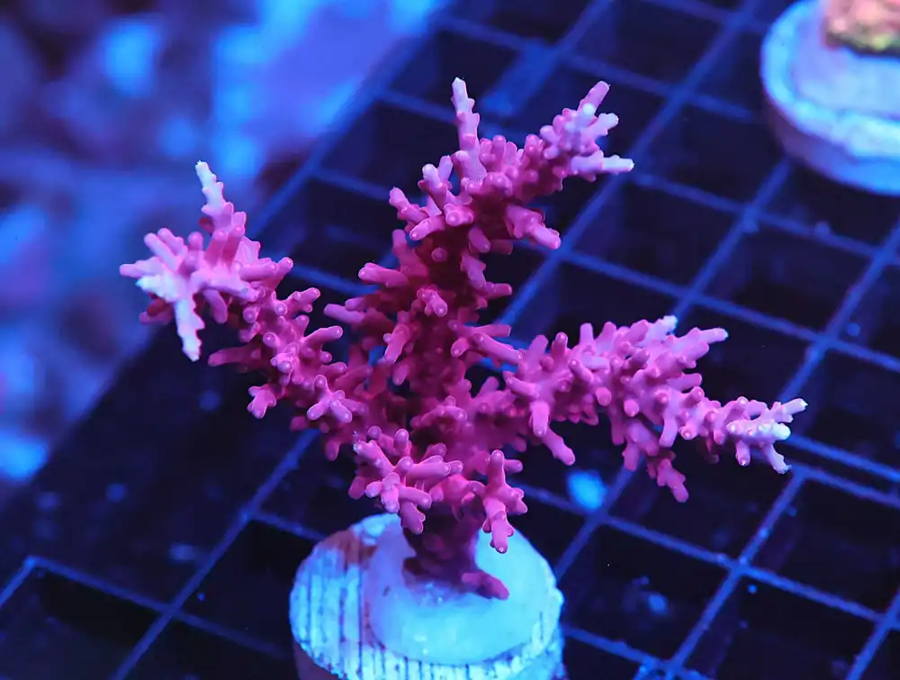 Z21 – - Saltwater