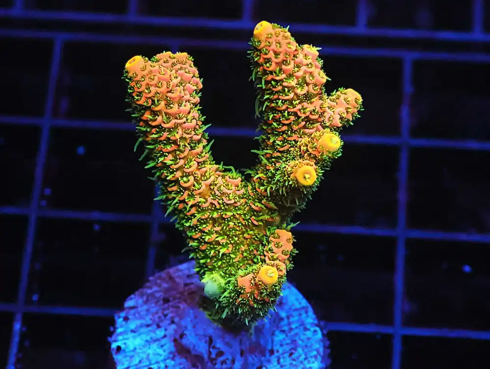 Z22 – - Saltwater