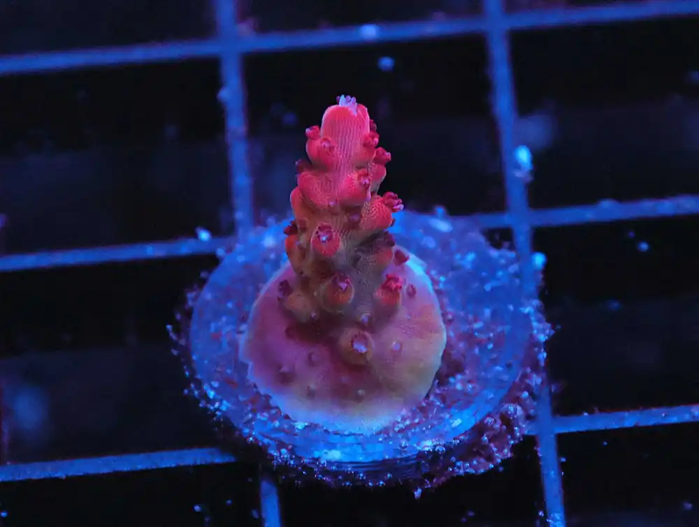Z23 – - Saltwater
