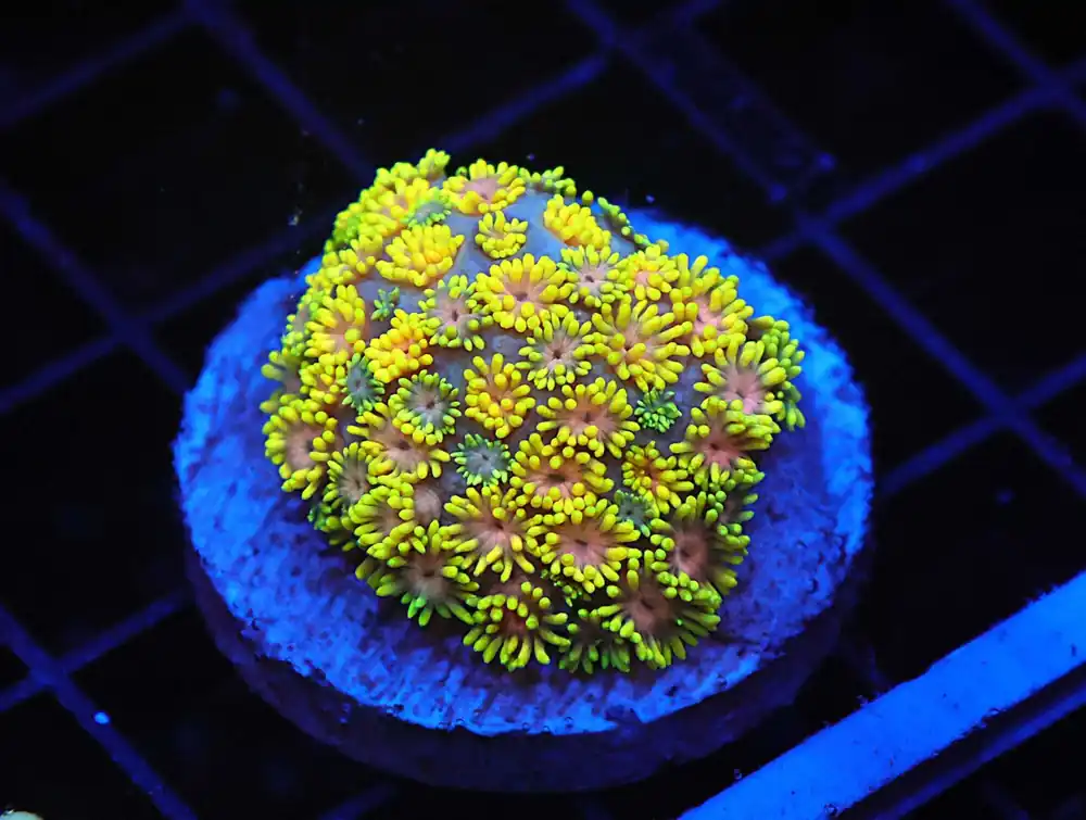 Z25 – - Saltwater