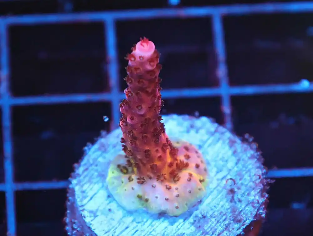 Z29 – - Saltwater