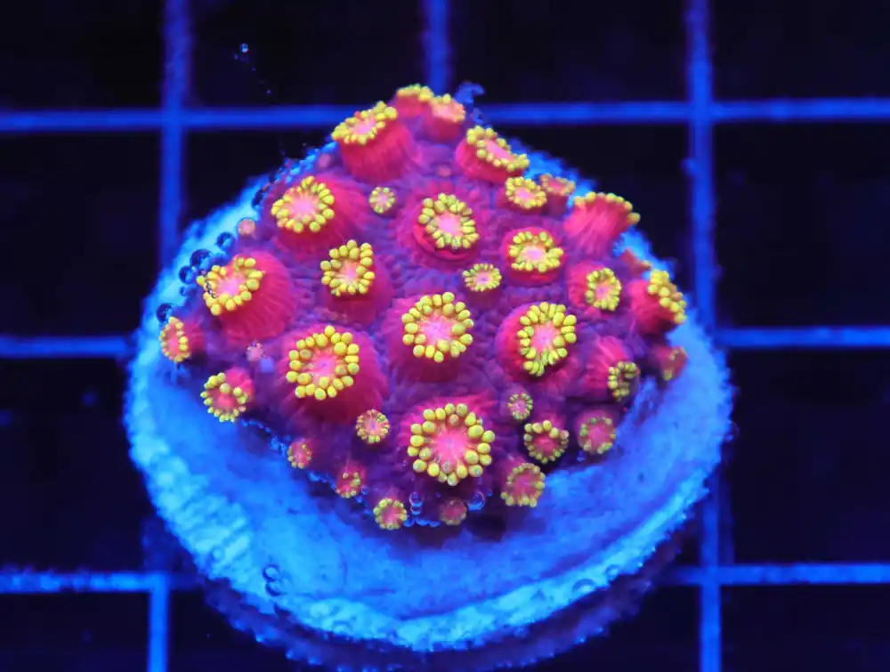 Z30 – - Saltwater