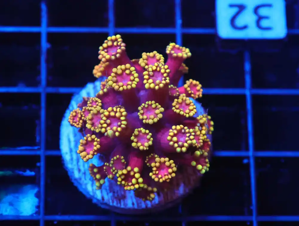 Z32 – - Saltwater