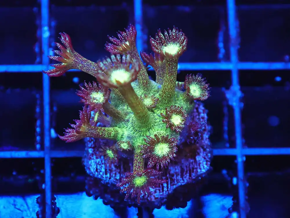 Z33 – - Saltwater