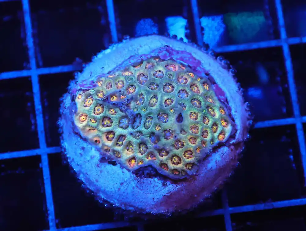 Z34 – - Saltwater