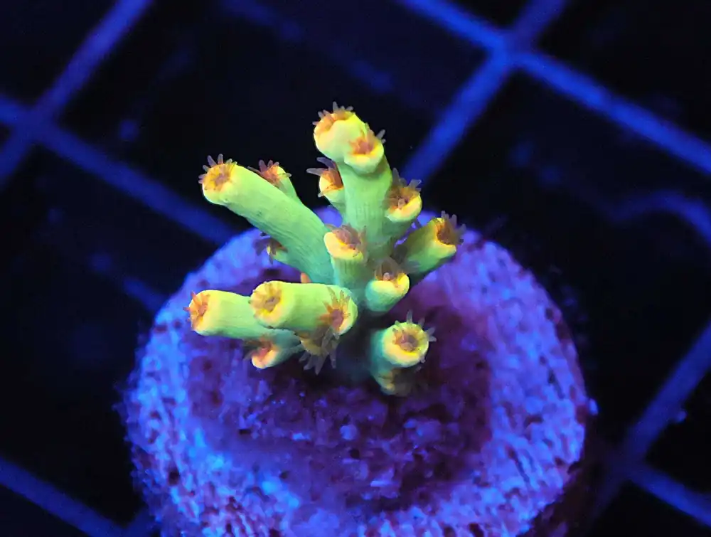 Z36 – - Saltwater