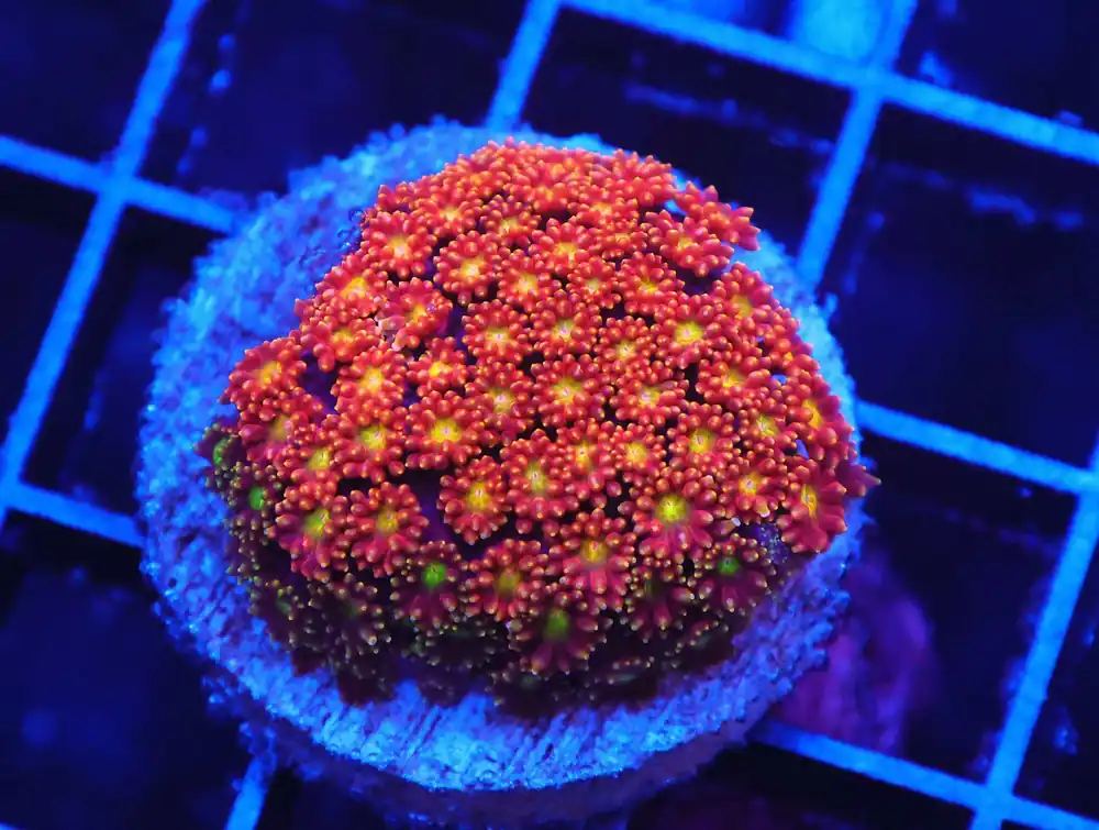 Z35 – - Saltwater