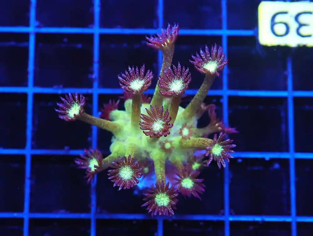 Z39 – - Saltwater