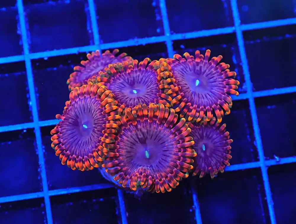 Z38 – - Saltwater