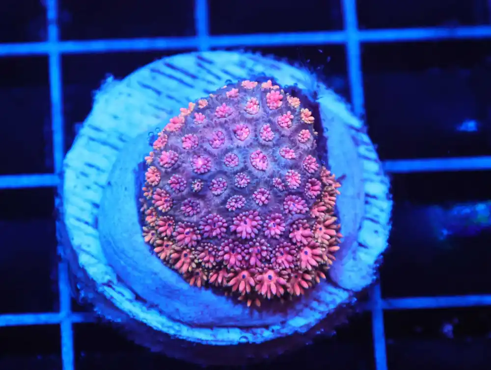 Z40 – - Saltwater