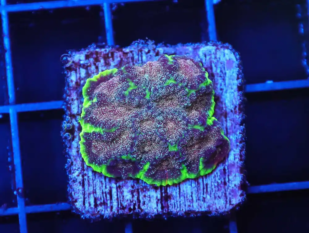 Z42 – - Saltwater