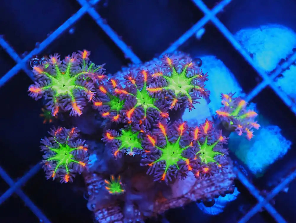 Z43 – - Saltwater