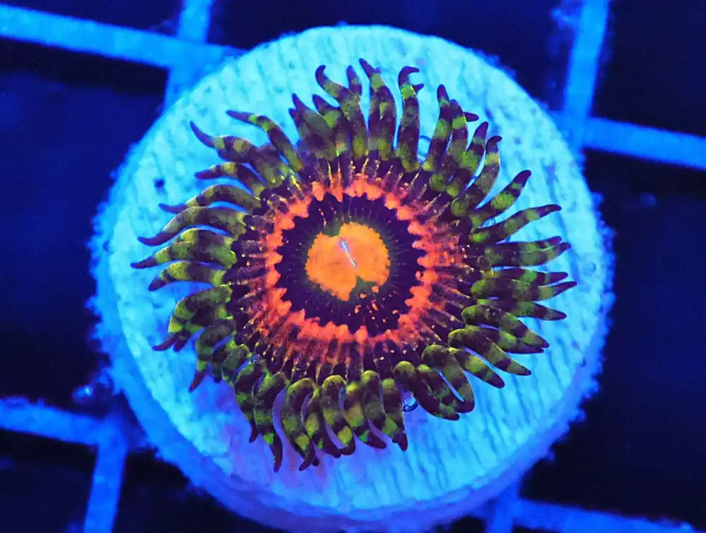 Z45 – - Saltwater
