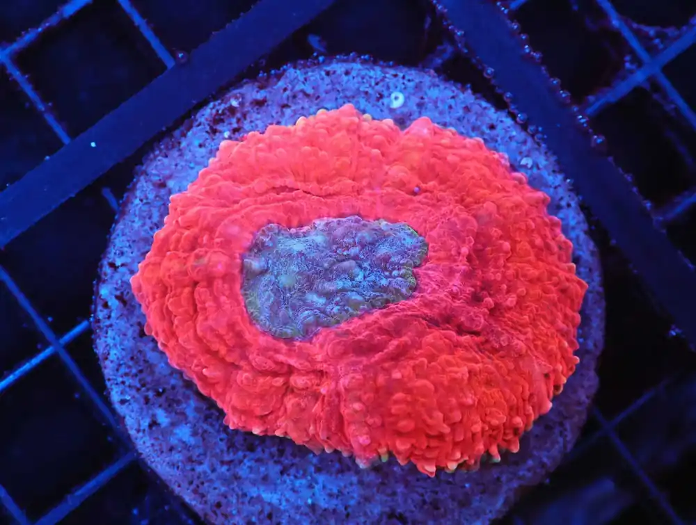 Z51 – - Saltwater