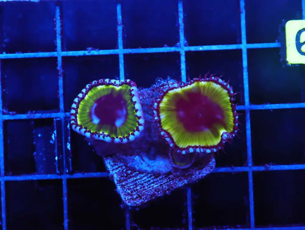 Z50 – - Saltwater