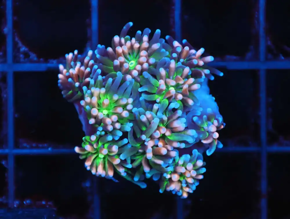Z52 – - Saltwater