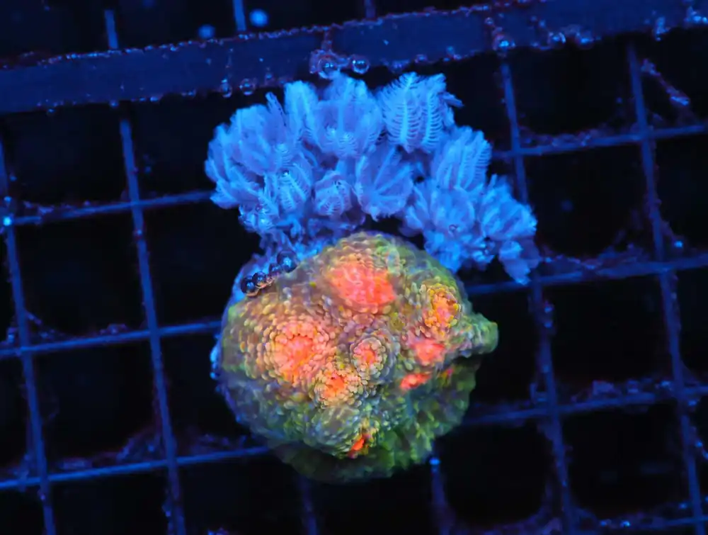 Z53 – - Saltwater