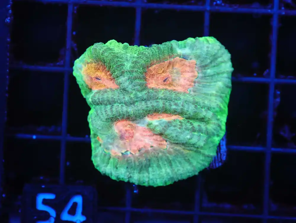 Z54 – - Saltwater