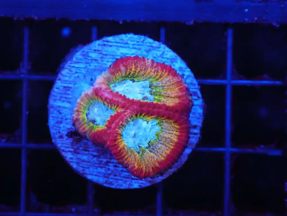 Z55 – - Saltwater