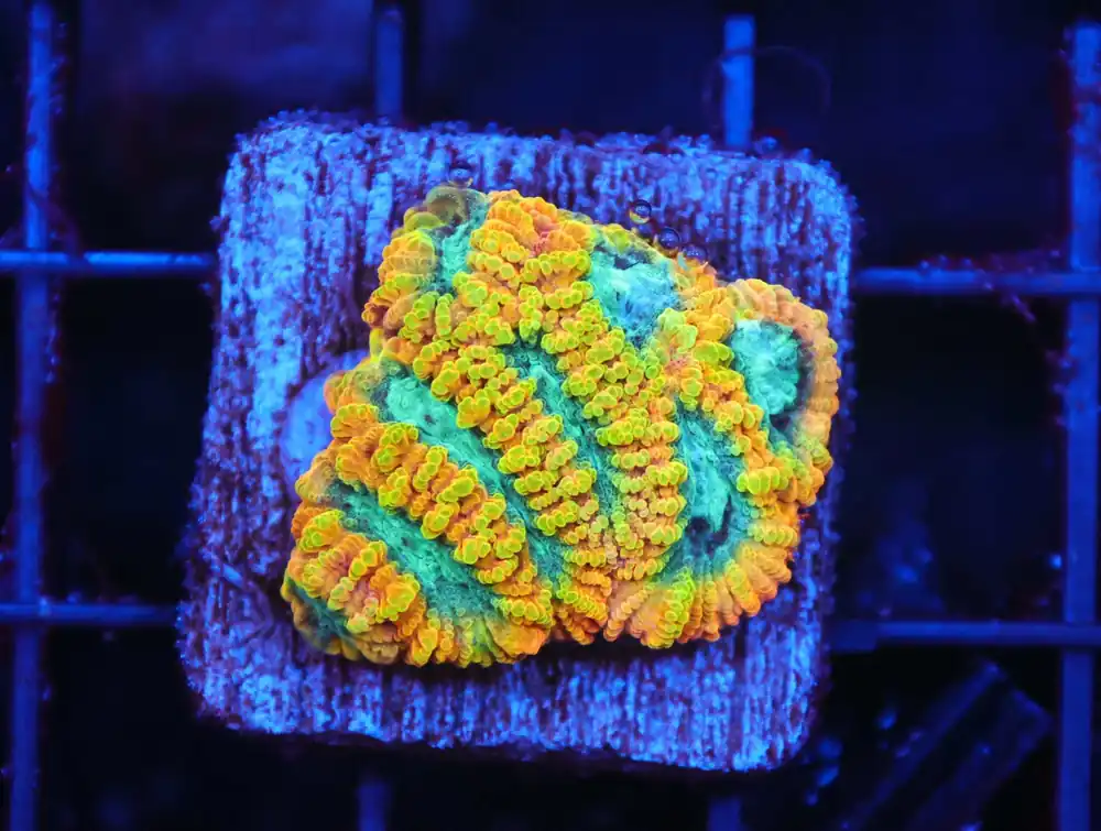 Z57 – - Saltwater