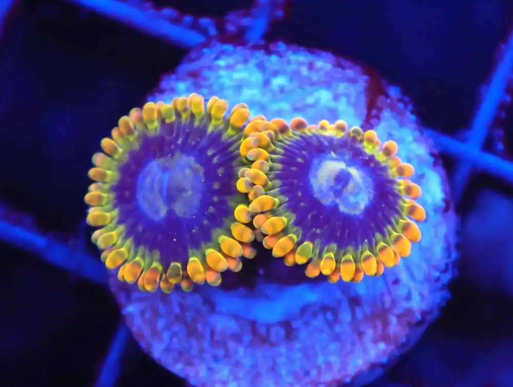 Z56 – - Saltwater