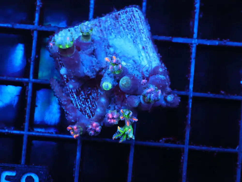 Z59 – - Saltwater
