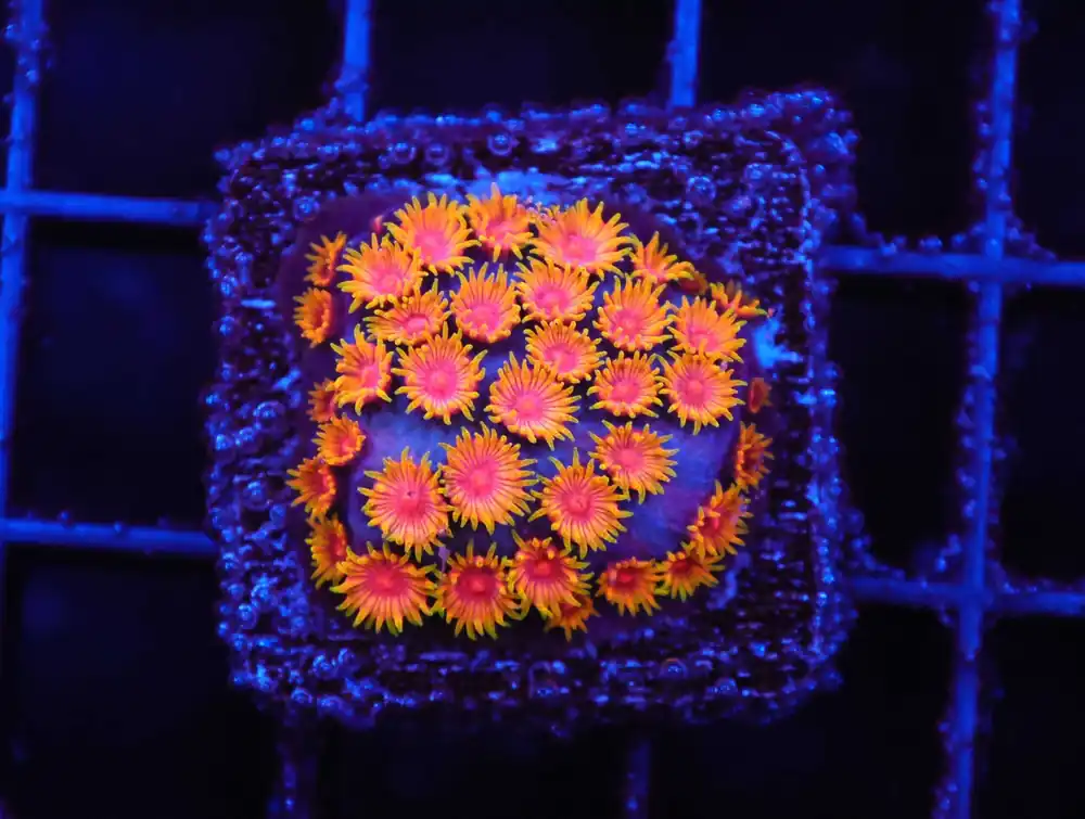 Z60 – - Saltwater