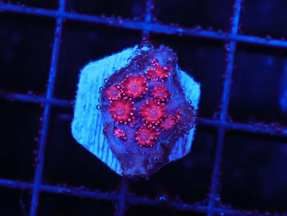 Z62 – - Saltwater
