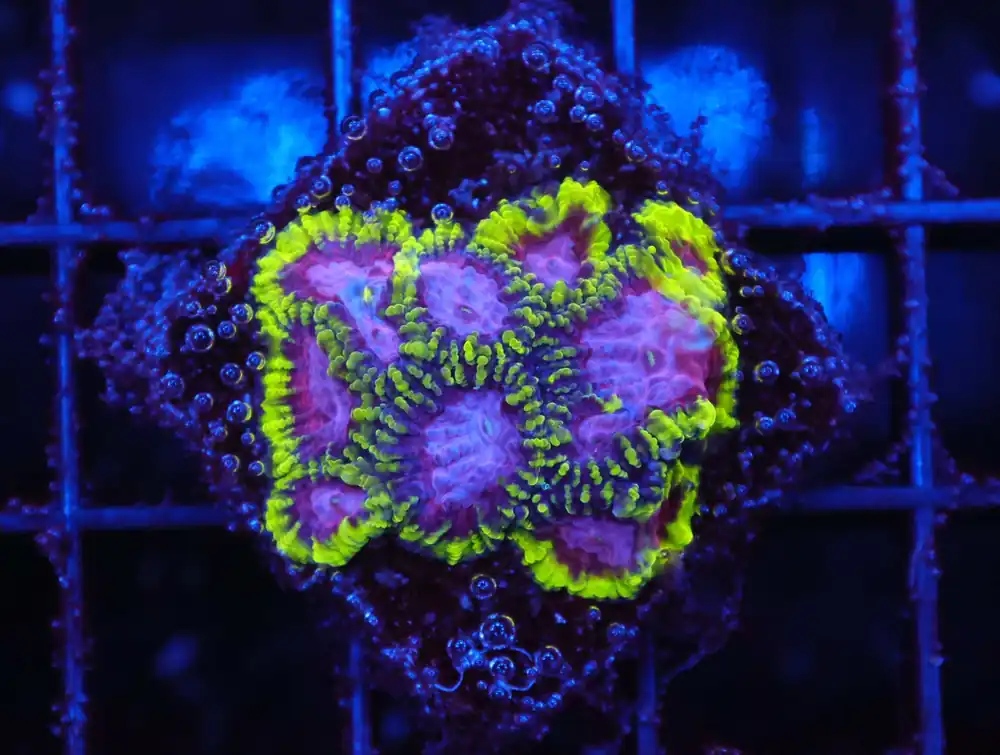 Z63 – - Saltwater