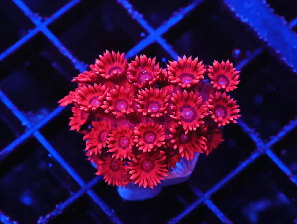 Z66 – - Saltwater